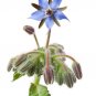 Borage Flower Borago Officinalis 75 US Seeds