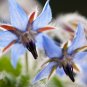 Borage Flower Borago Officinalis 75 US Seeds