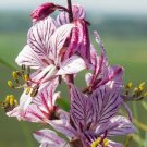 10 US seeds Red Gas Plant Dictamnus var rubra