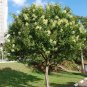 privet Glossy ligustrum lucidum 10 US seeds