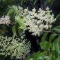 privet Glossy ligustrum lucidum 10 US seeds
