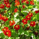 Tropaeolum nanum Empress of India Black Velvet 5 US seeds
