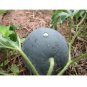 Citrullus lanatus Sugar Baby Watermelon Heirloom 50 US seeds