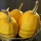 Cucurbita moschata Spaghetti Squash 20 US seeds