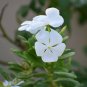100 US Seeds Dwarf White Periwinkle Vinca Little Blanche