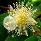 20 US seeds Lemon Guava Psidium guajava