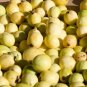 20 US seeds Lemon Guava Psidium guajava