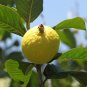 20 US seeds Lemon Guava Psidium guajava