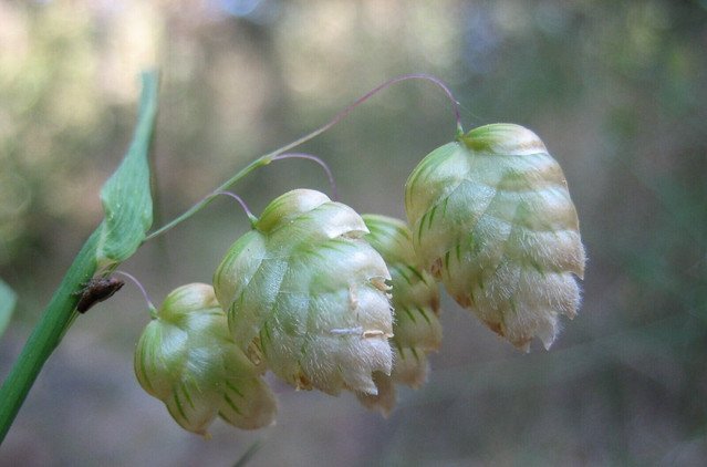 Quaking Grass Ornamental Brixa Maxima 100 US seeds