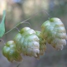 Quaking Grass Ornamental Brixa Maxima 100 US seeds