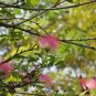 Albizia julibrissin Silk Tree Exotic Ornamental 30 US seeds