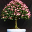 Pink Fairy Duster Tree Exotic Calliandra enophylla 10 US seeds