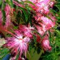 Pink Fairy Duster Tree Exotic Calliandra enophylla 10 US seeds