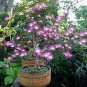 Pink Fairy Duster Tree Exotic Calliandra enophylla 10 US seeds