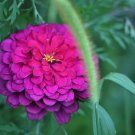 20 US seeds Zinnia elegans Purple Prince Heirloom