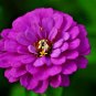 20 US seeds Zinnia elegans Purple Prince Heirloom