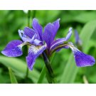 Southern Blue Flag Iris Virginica Shrevei 20 US Seeds
