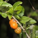 Celtis pallida Sweet Desert Hackberry 5 US seeds