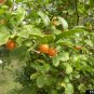 Celtis pallida Sweet Desert Hackberry 5 US seeds
