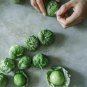 200 US Seeds Tomatillo Green Husk