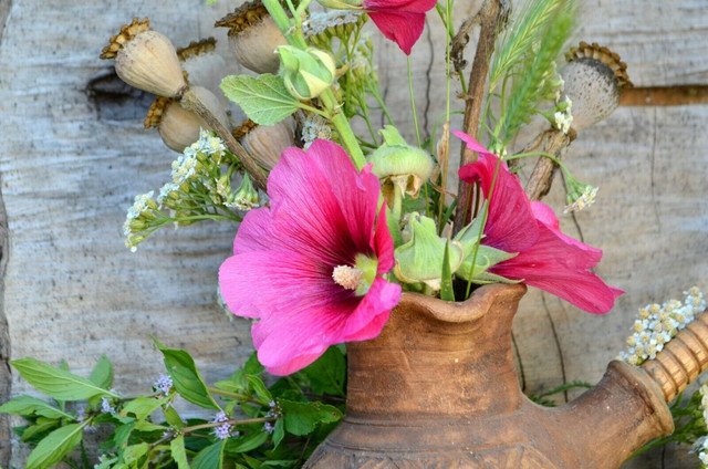 Lavatera thuringiaca Tree Mallow shrub showy 20 US seeds