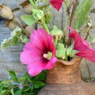 Lavatera thuringiaca Tree Mallow shrub showy 20 US seeds