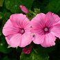 Lavatera thuringiaca Tree Mallow shrub showy 20 US seeds
