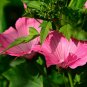 Lavatera thuringiaca Tree Mallow shrub showy 20 US seeds