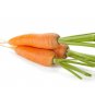 650 US Seeds Vegetable Carrot Danvers 126