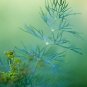 DILL BOUQUET Culinary Flower 500 US SEEDS