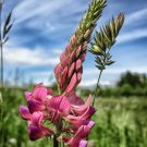 Onobrychis viciifolia Pink Sainfoin 50 US seeds