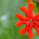 50 US seeds Maltese Scarlett Cross Lychnis chalcedonica