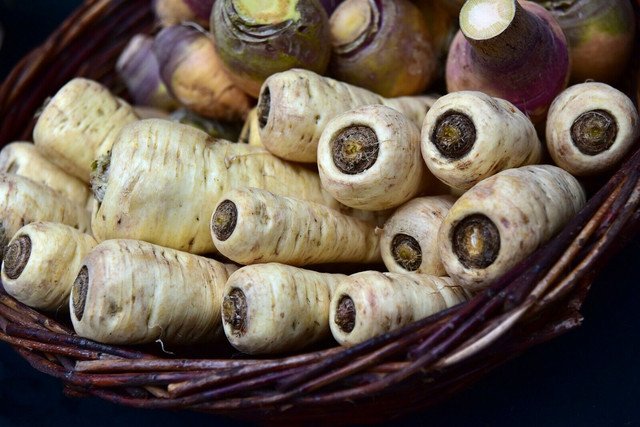 200 US seeds Harris Early model Parsnip Organic NON GMO&Acirc;&nbsp;