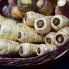 200 US seeds Harris Early model Parsnip Organic NON GMO 