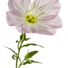 Pink Showy Evening Primrose 1500 US Seeds