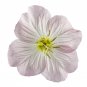 Pink Showy Evening Primrose 1500 US Seeds