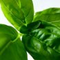 200 US SEEDS ITALIAN LARGE LEAF BASIL