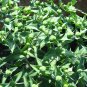 Mole Plant Euphorbia lathyris Heirloom 5 US seeds
