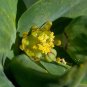 Mole Plant Euphorbia lathyris Heirloom 5 US seeds