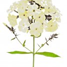 100 US SEEDS PHLOX YELLOW FLOWER