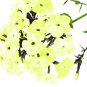 100 US SEEDS PHLOX YELLOW FLOWER