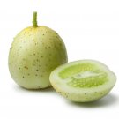 10 US Seeds Crystal Apple Cucumber Cucumis Sativus