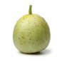 10 US Seeds Crystal Apple Cucumber Cucumis Sativus