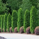 Thuja occidentalis White Cedar 50 US seeds