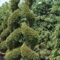 Thuja occidentalis White Cedar 50 US seeds