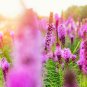 25 US seeds Kobold Dense Blazing Star Liatris spicata