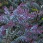 10 US seeds Purple leaved Acacia Baileyana v purpurea