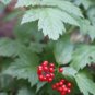 Actaea rubra Red Baneberry 20 US seeds