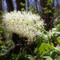 Actaea rubra Red Baneberry 20 US seeds