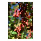 Lycium chinense Goji berry 50 US seeds